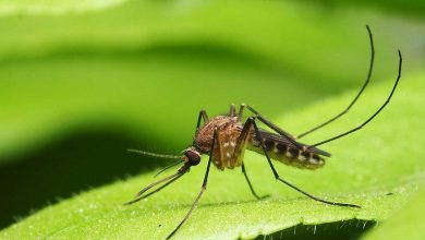 Health authorities sound alarm: Dallas registers first human West Nile Virus case of the year