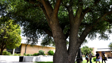 Texas Trees Foundation is combating the extreme heat in Dallas with planting trees