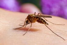 City of Dallas launches mosquito control effort after West Nile Virus detected in local samples