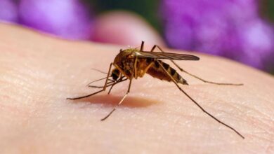City of Dallas launches mosquito control effort after West Nile Virus detected in local samples